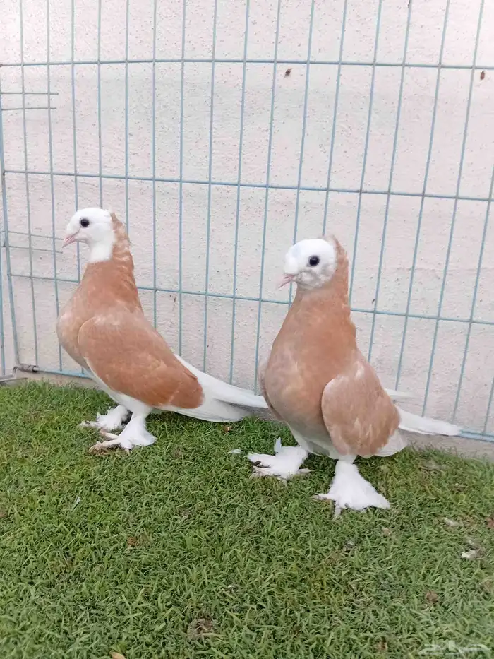 طبه تركي طواقي اصفر 9