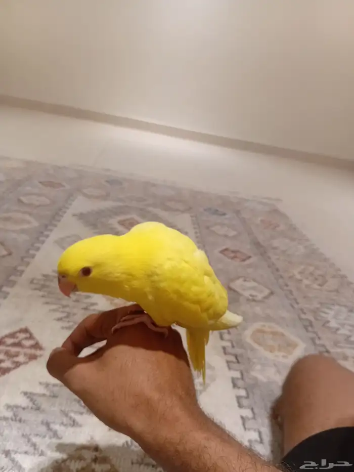 فرخ دره لاتينو عيون حمر 1