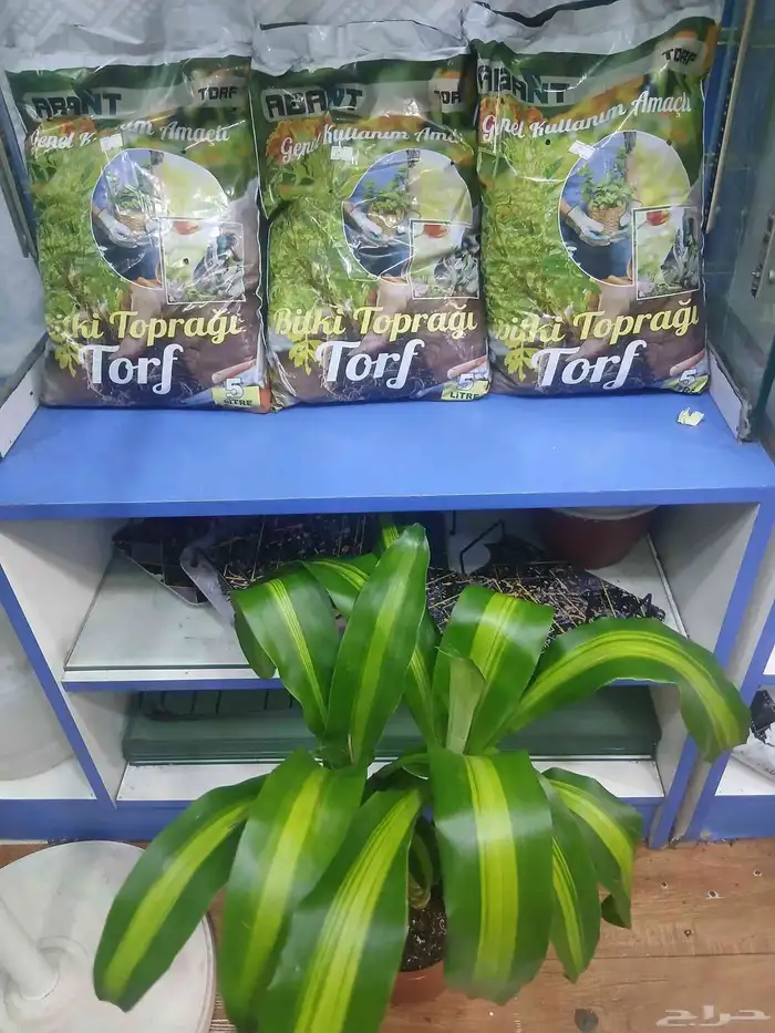 شجر طبيعي للبيع بحاله ممتازه 7