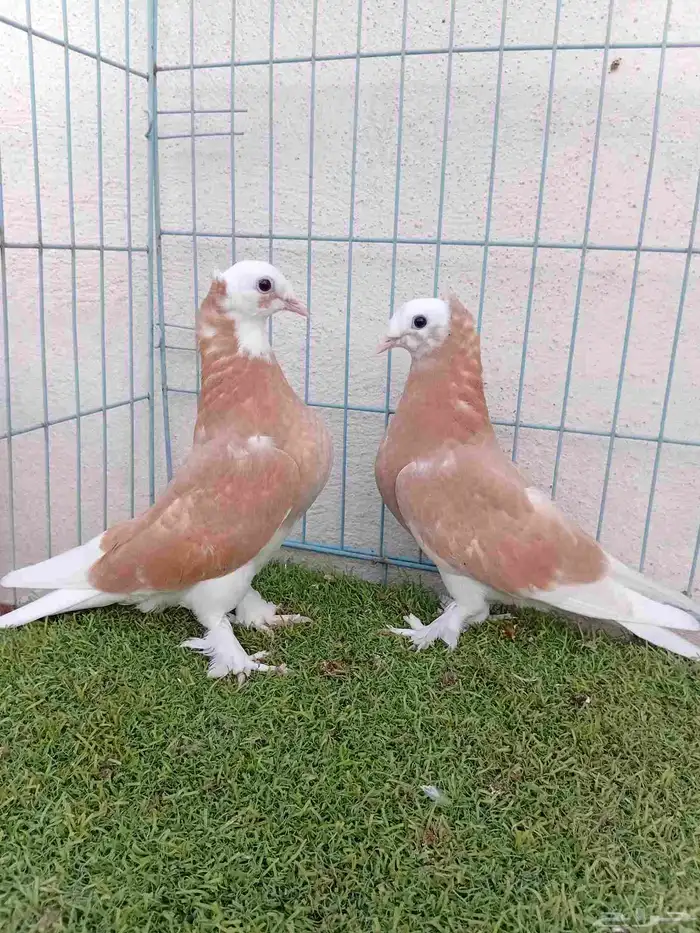 طبه تركي طواقي اصفر 5