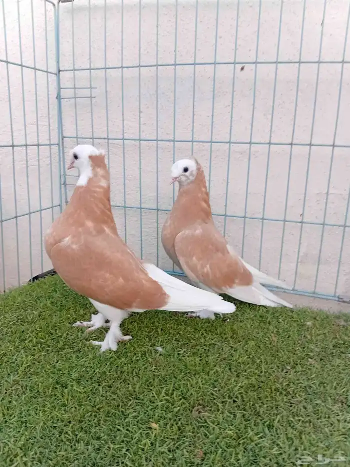 طبه تركي طواقي اصفر 7