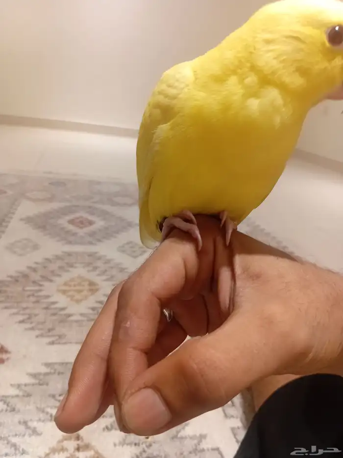 فرخ دره لاتينو عيون حمر 0