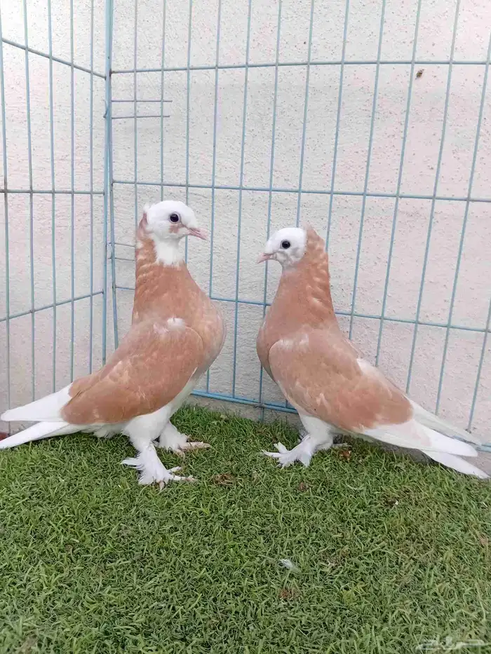 طبه تركي طواقي اصفر 6