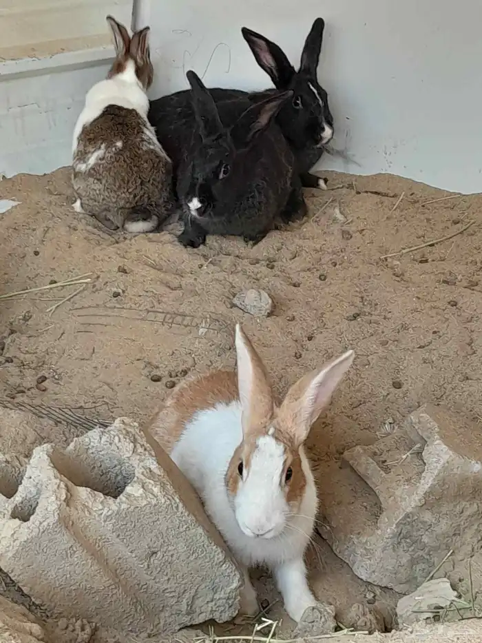 للبيع 4ارانب و2دياكه 1
