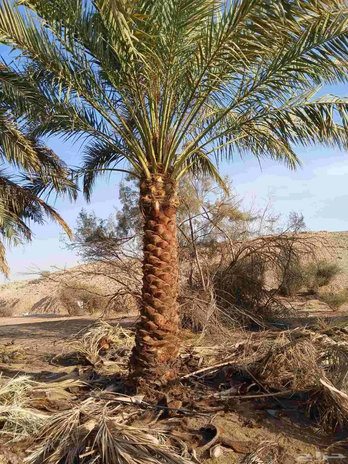 نخل واشنطن 3