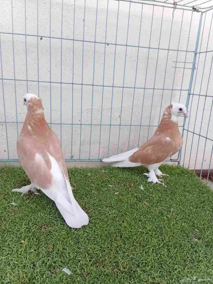 طبه تركي طواقي اصفر 1