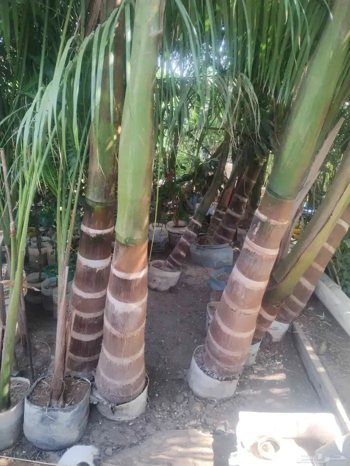 بيع شجرة نخل ملوكي خشب رخيص حبه 1500 0