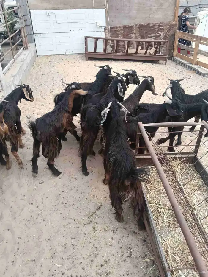 تيوس عارضي مستورد 1