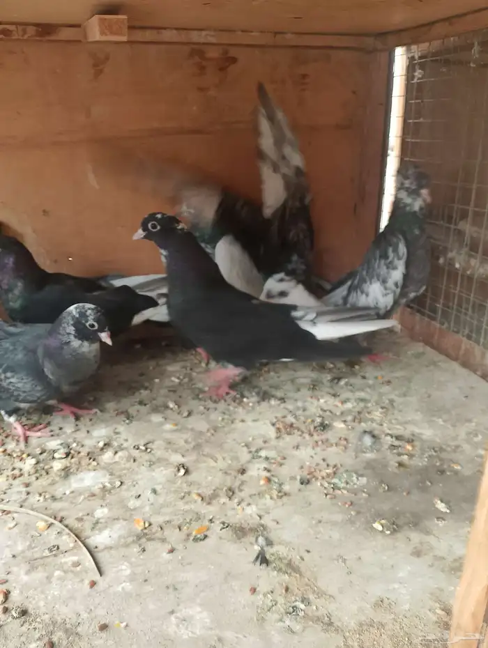 مجموعه طيور للبيع ذكر وانثى باكستاني والباقي قطايف 0