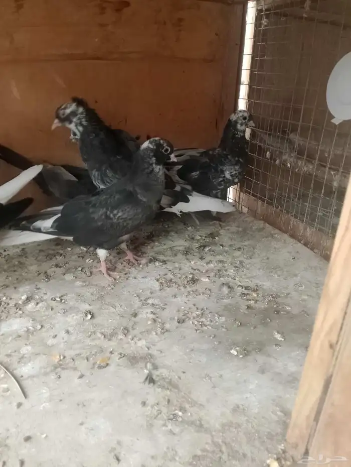 مجموعه طيور للبيع ذكر وانثى باكستاني والباقي قطايف 1