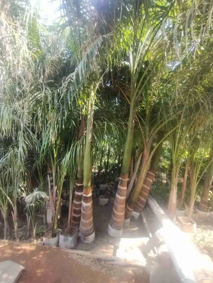 بيع شجرة نخل ملوكي خشب رخيص حبه 1500 1