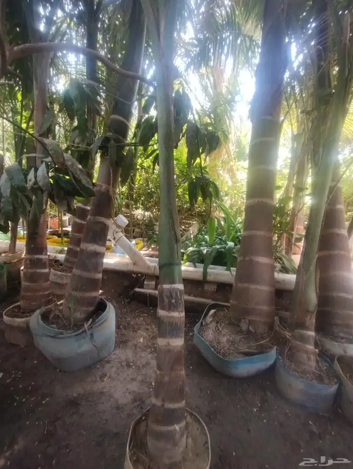 بيع شجرة نخل ملوكي خشب رخيص حبه 1500 2