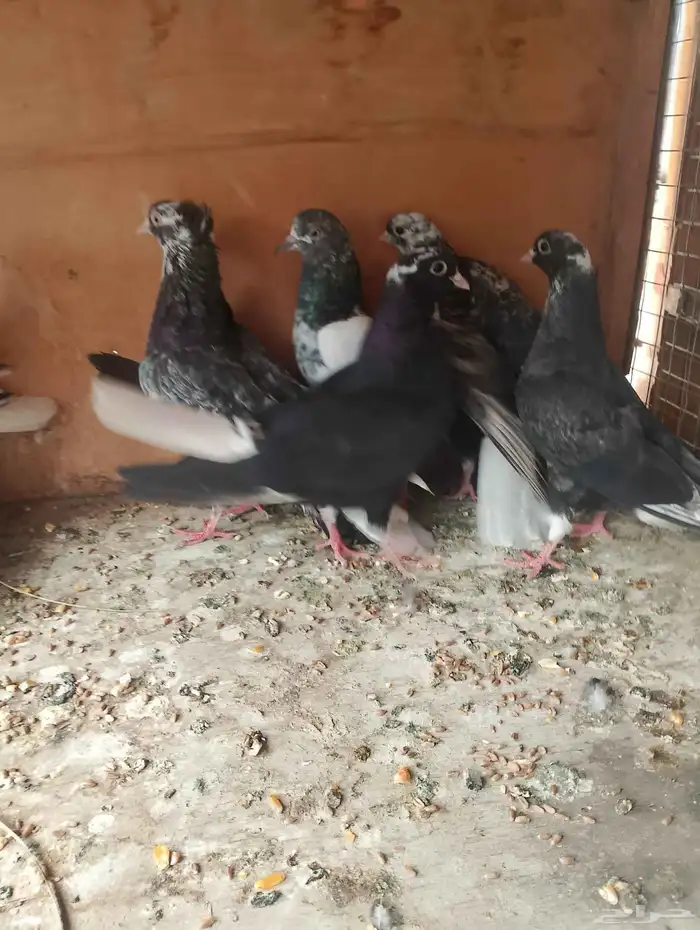 مجموعه طيور للبيع ذكر وانثى باكستاني والباقي قطايف 3