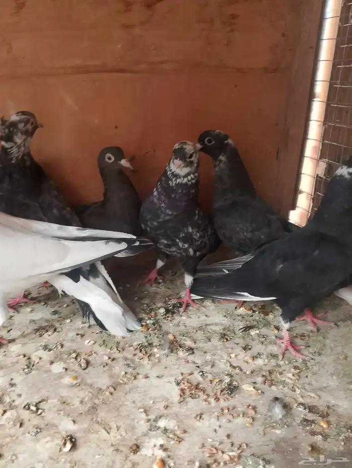 مجموعه طيور للبيع ذكر وانثى باكستاني والباقي قطايف 6