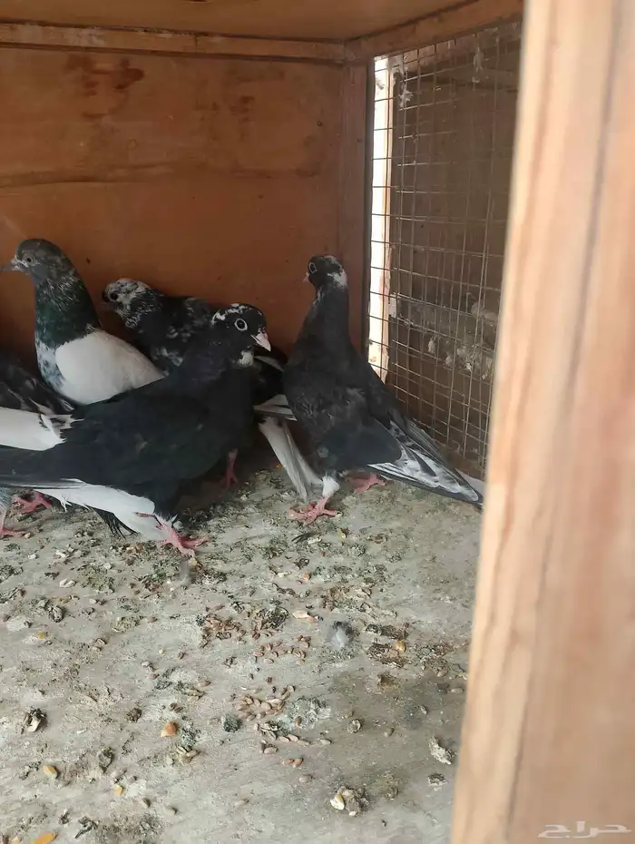 مجموعه طيور للبيع ذكر وانثى باكستاني والباقي قطايف 4