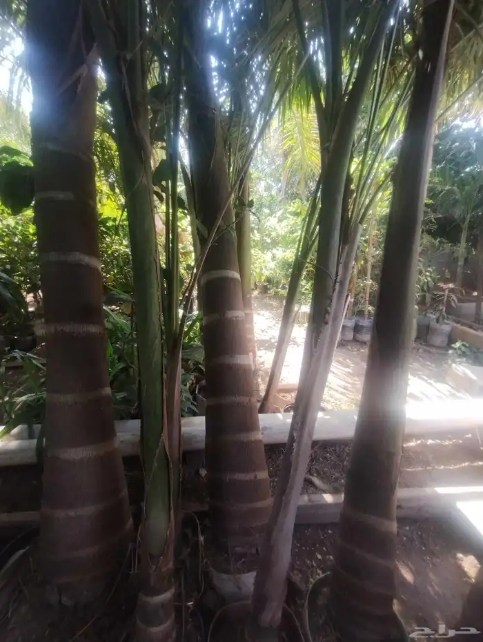 بيع شجرة نخل ملوكي خشب رخيص حبه 1500 3