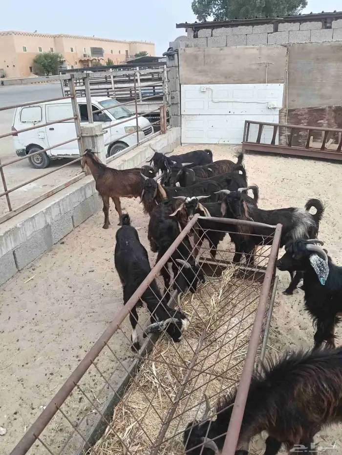 تيوس عارضي مستورد 0