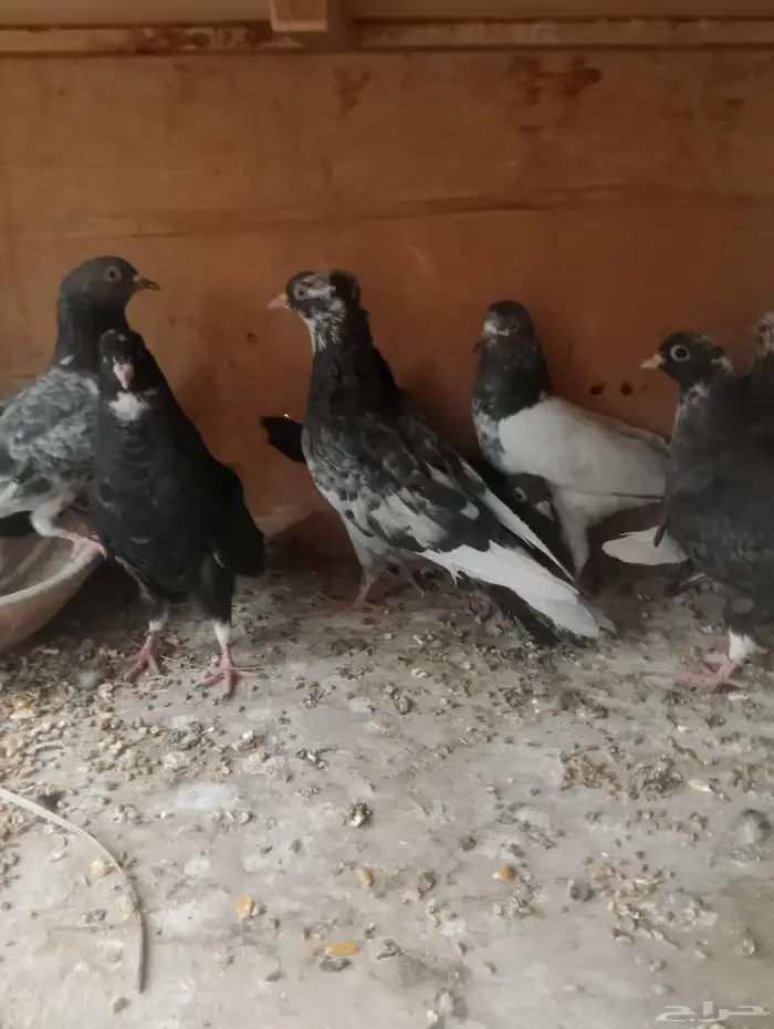 مجموعه طيور للبيع ذكر وانثى باكستاني والباقي قطايف 2