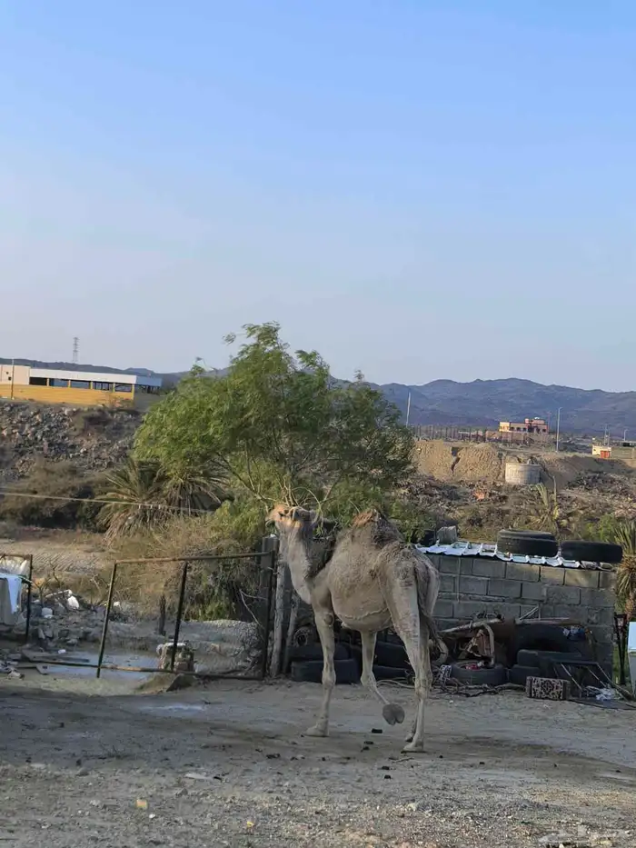 ناقه حايل لقحه سديس قعود حشو 3