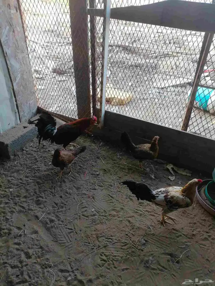 دجاج بلدي ودجاج باكستاني وديك رومي ودجاج عاري الرقبة 7
