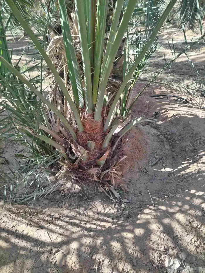 نخل اللقصيم اللبيع 4