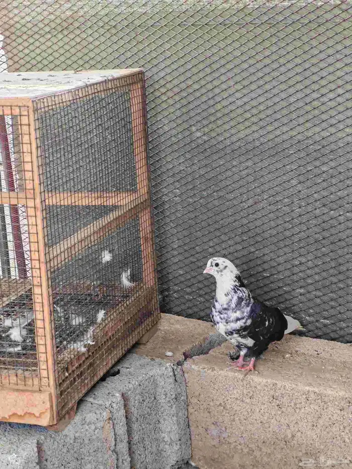 حمام قطايف 0