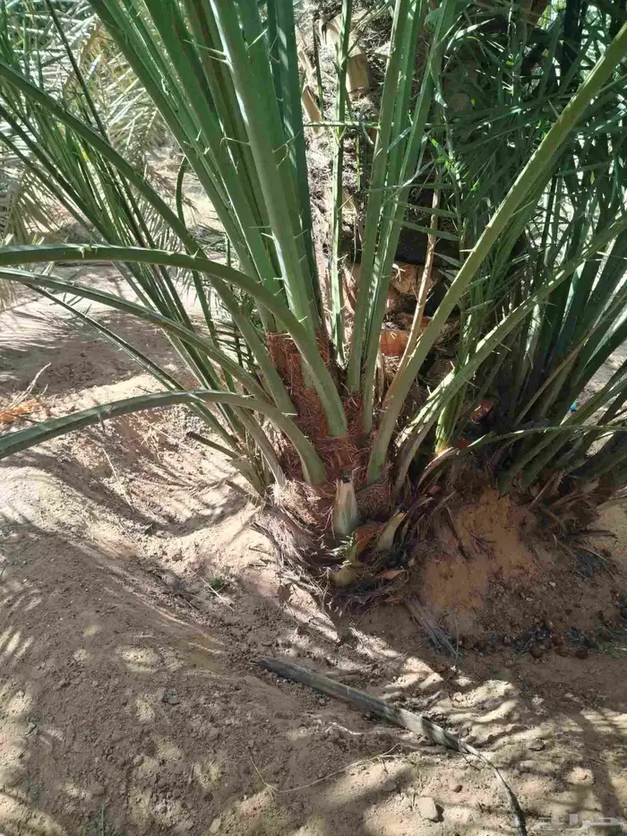 نخل اللقصيم اللبيع 3