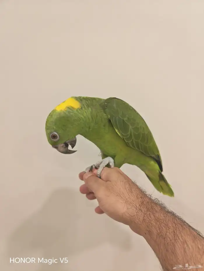 يلوناب للبيع 5