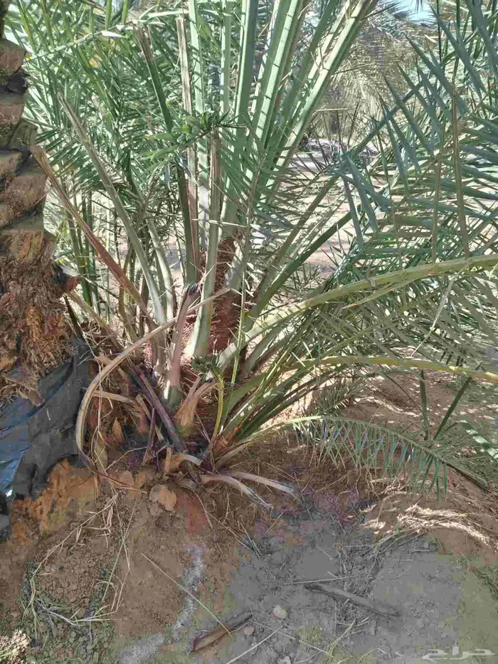 نخل اللقصيم اللبيع 0