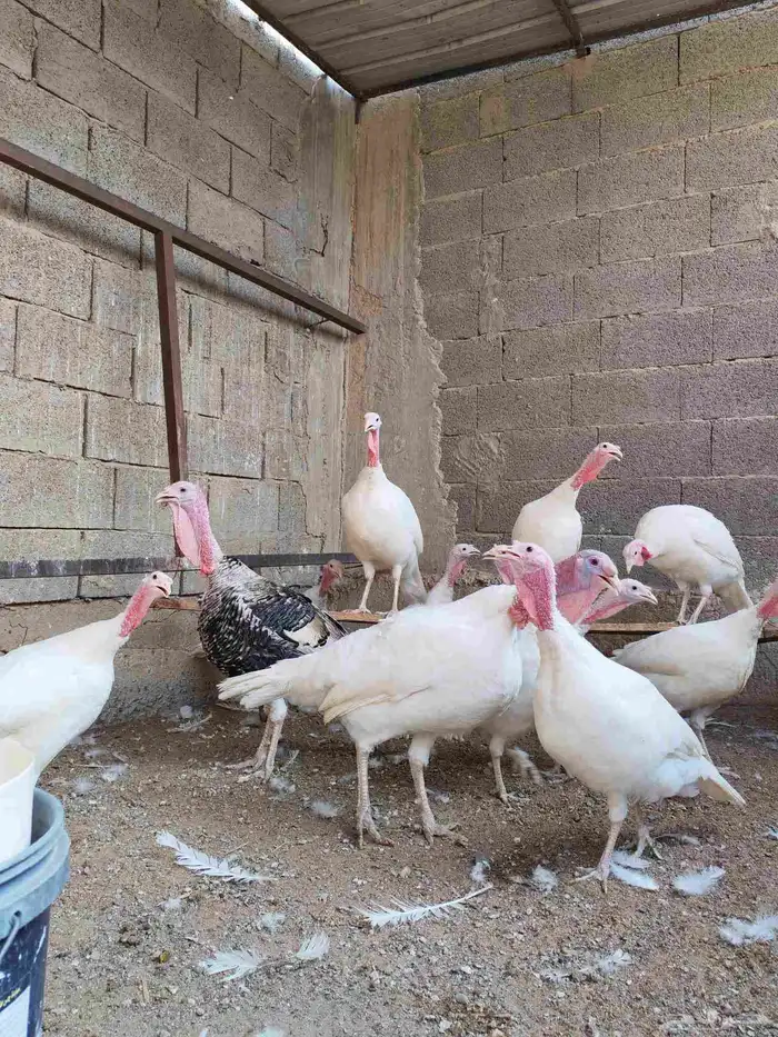 دجاج رومي للبيع 0