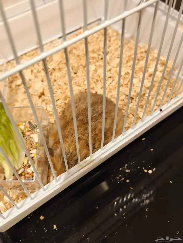 هامستر. تم التبني يقفل الإعلان 1