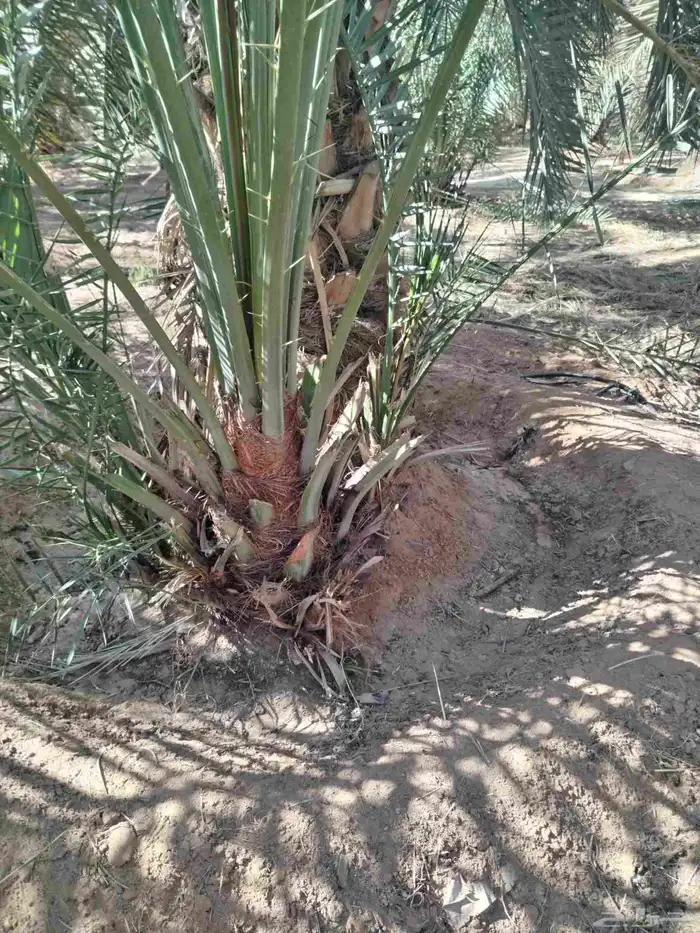 نخل اللقصيم اللبيع 2