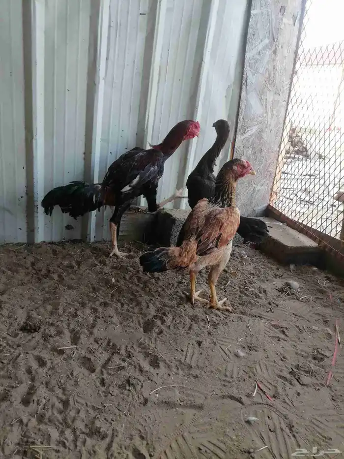 دجاج بلدي ودجاج باكستاني وديك رومي ودجاج عاري الرقبة 0