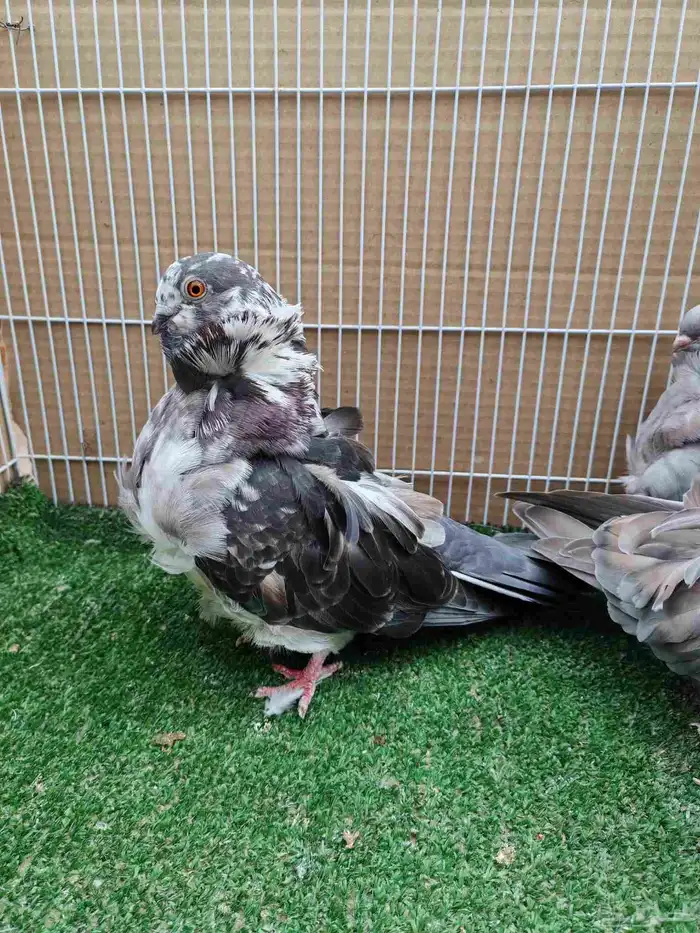 كشكي رديوي حبتين وذكر حامل شرط 2