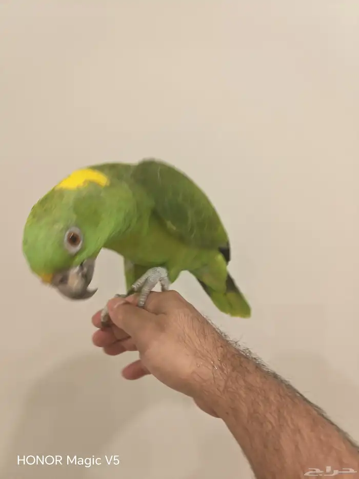 يلوناب للبيع 6