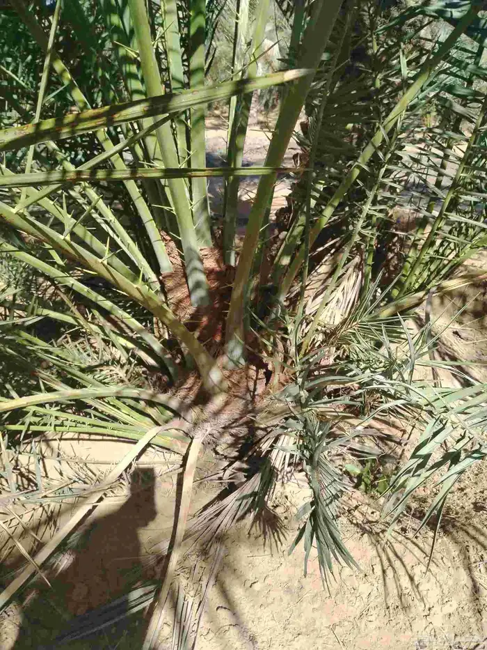 نخل اللقصيم اللبيع 1