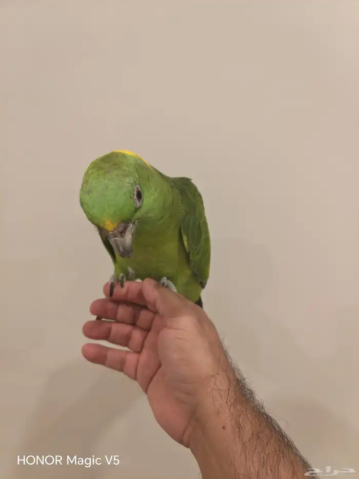 يلوناب للبيع 7