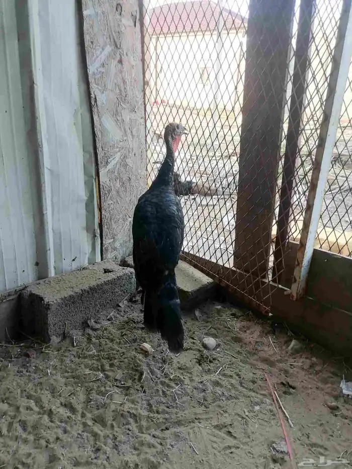 دجاج بلدي ودجاج باكستاني وديك رومي ودجاج عاري الرقبة 9