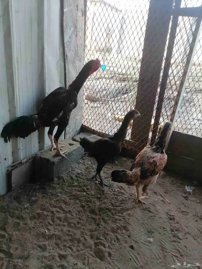 دجاج بلدي ودجاج باكستاني وديك رومي ودجاج عاري الرقبة 1