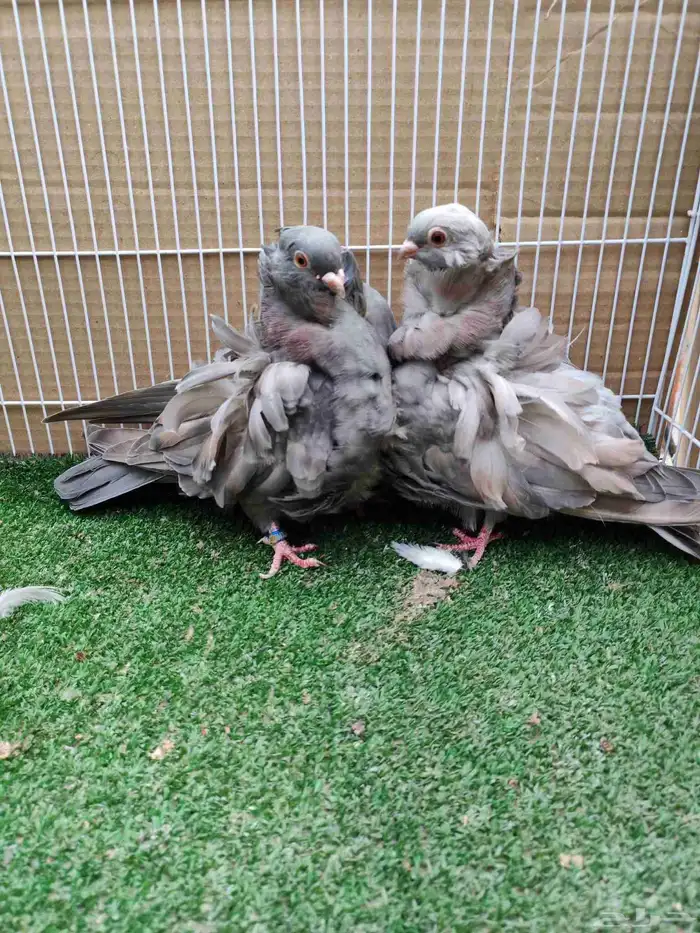 كشكي رديوي حبتين وذكر حامل شرط 1