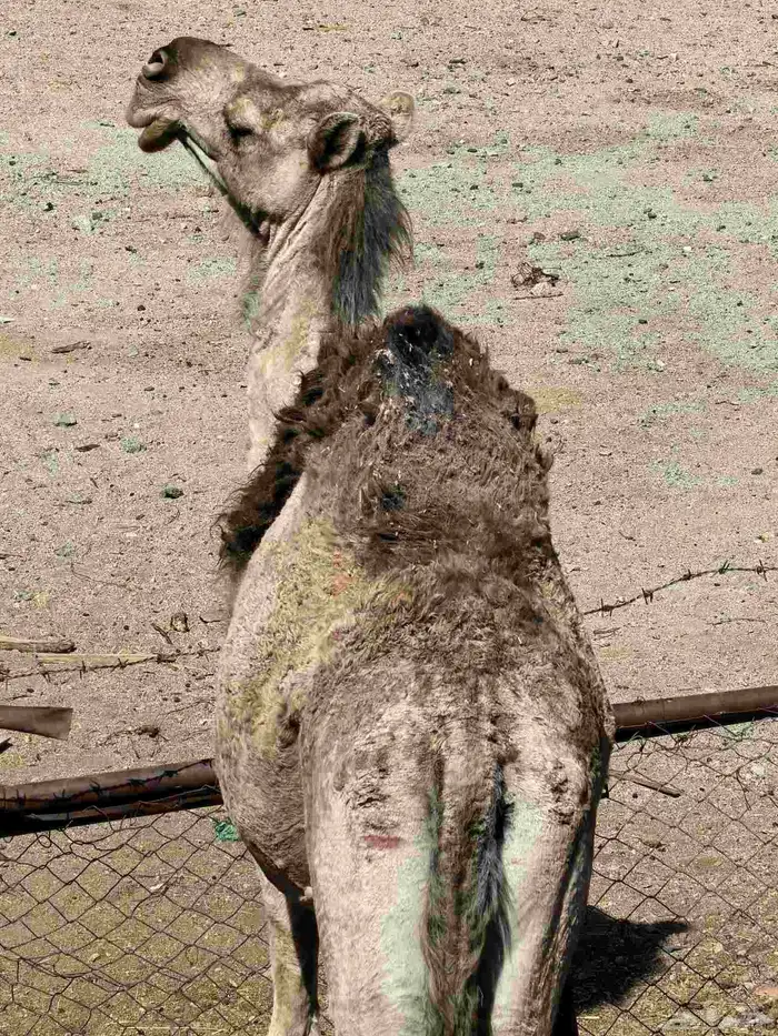 ناقه حايل لقحه سديس قعود حشو 0