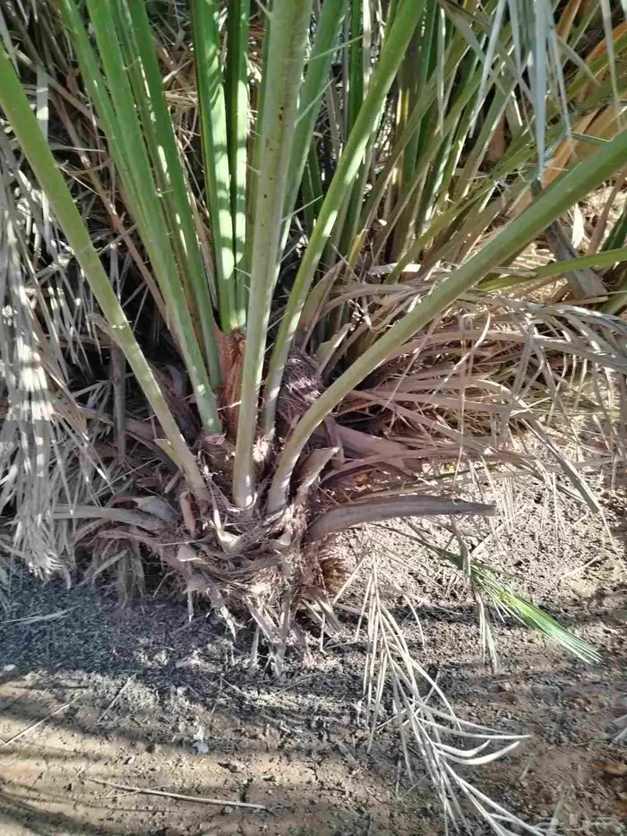 نخل اللقصيم اللبيع 7