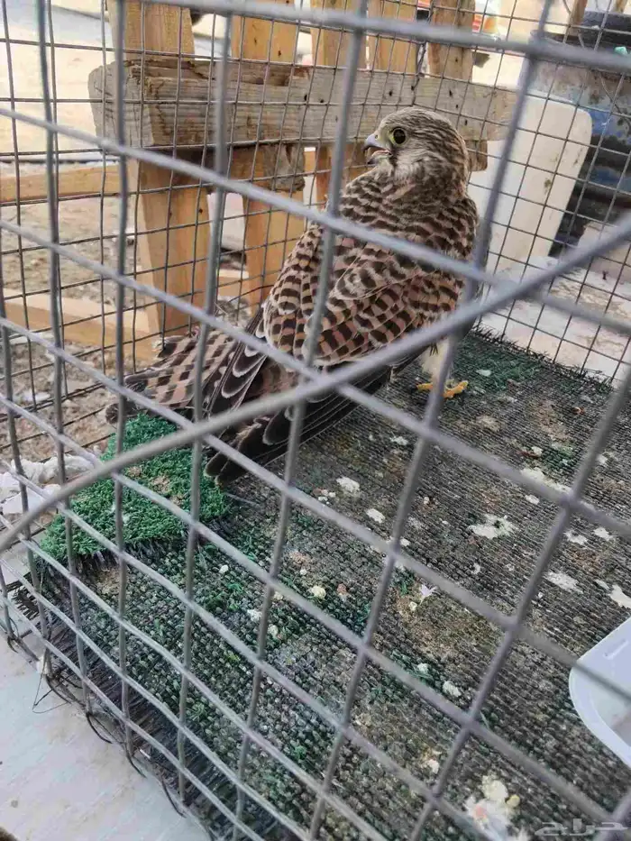 للبيع باشق 0