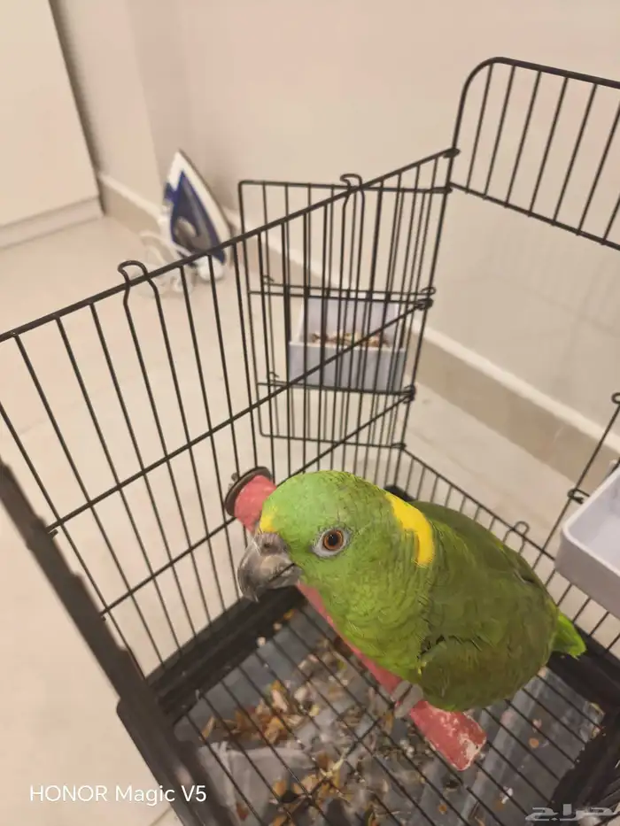 يلوناب للبيع 9