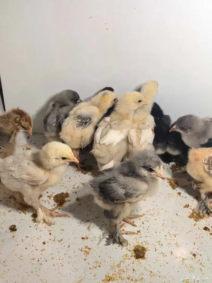 دجاج صوص براهما 1