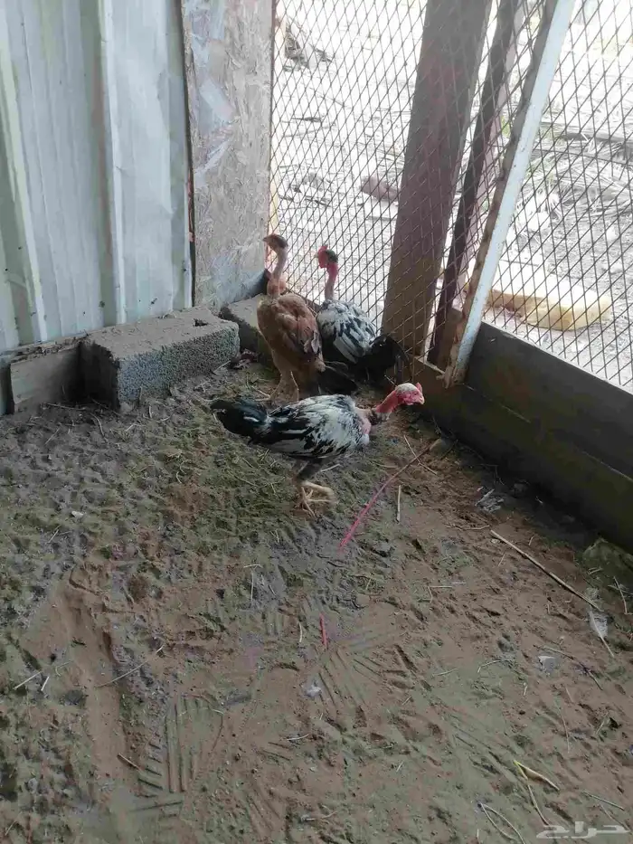 دجاج بلدي ودجاج باكستاني وديك رومي ودجاج عاري الرقبة 3