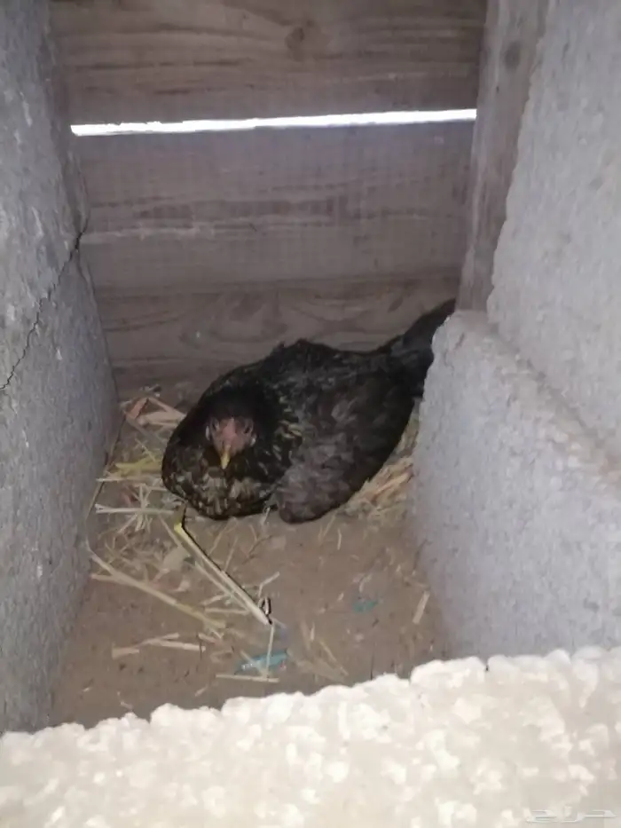 دجاج بلدي ودجاج باكستاني وديك رومي ودجاج عاري الرقبة 5