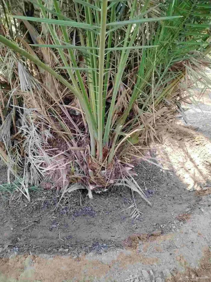 نخل اللقصيم اللبيع 5