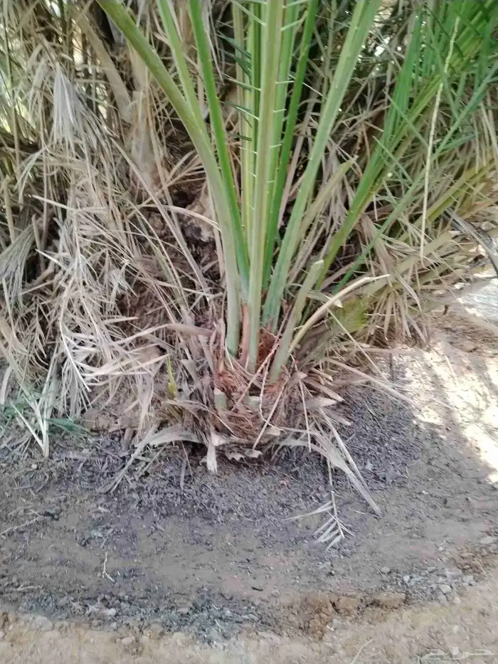 نخل اللقصيم اللبيع 6