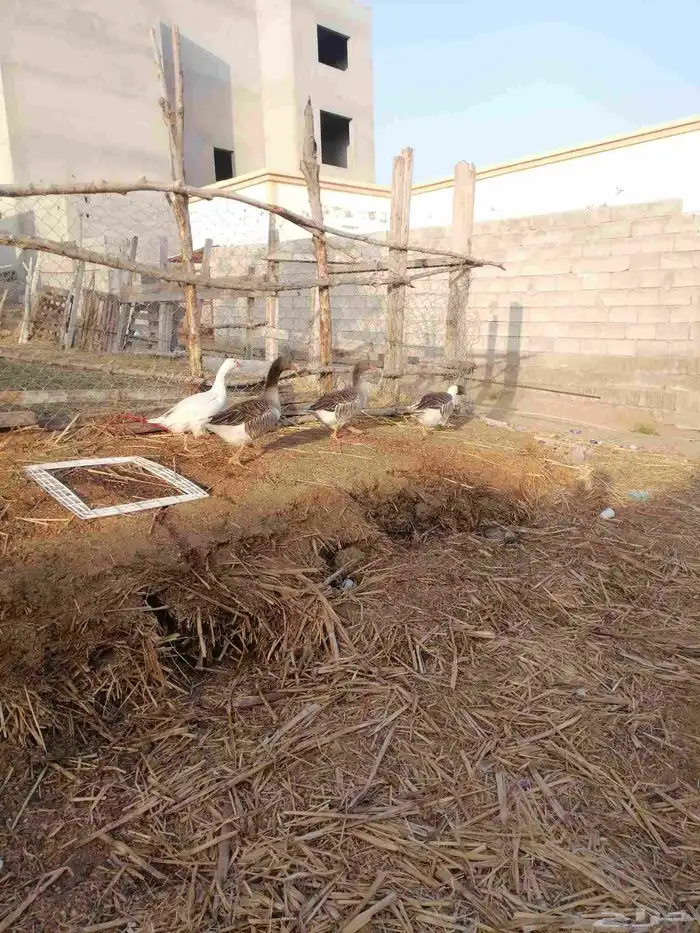 دجاج بلدي ودجاج باكستاني وديك رومي ودجاج عاري الرقبة 8